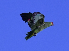 Amazona viridigenalis