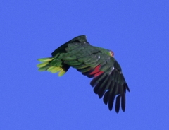 Amazona viridigenalis