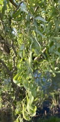 Salix babylonica tortuosa