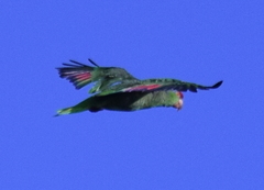 Amazona viridigenalis