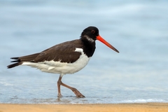 Haematopus ostralegus