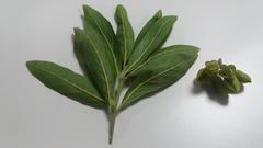 Combretum erythrophyllum