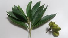 Combretum erythrophyllum