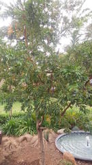Combretum erythrophyllum