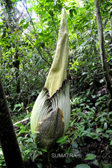 Amorphophallus titanum
