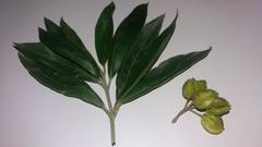 Combretum erythrophyllum