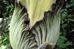 Amorphophallus titanum