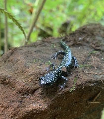 Plethodon glutinosus