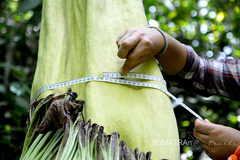 Amorphophallus titanum