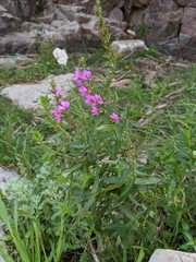 Lythrum salicaria