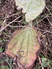 Plantago major