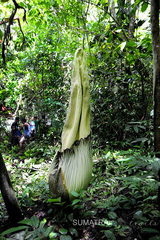 Amorphophallus titanum