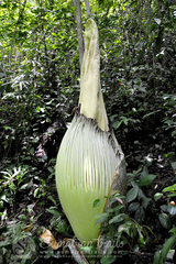 Amorphophallus titanum
