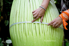 Amorphophallus titanum