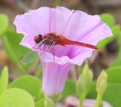 Crocothemis servilia