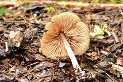 Entoloma holoconiotum