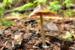Entoloma holoconiotum