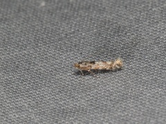 Phyllonorycter nipigon