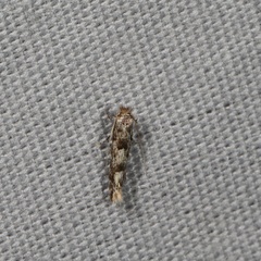 Phyllonorycter nipigon