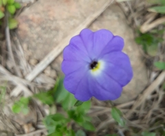 Browallia americana