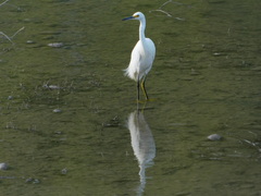 Egretta thula