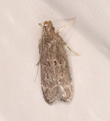 Helcystogramma melantherella