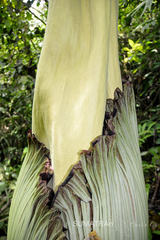Amorphophallus titanum