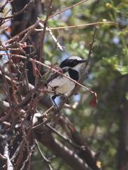 Batis pririt affinis