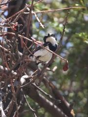 Batis pririt affinis