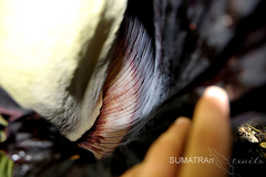 Amorphophallus titanum