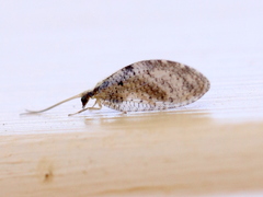 Hemerobius perelegans