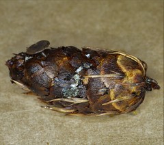 Ciboria rufofusca