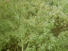 Lonicera caerulea edulis