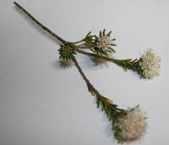 Agathosma gonaquensis