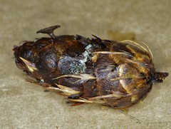 Ciboria rufofusca