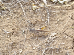 Calliptamus barbarus barbarus