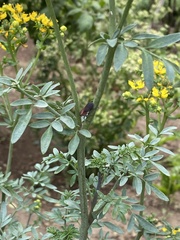 Hypselonotus interruptus