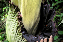 Amorphophallus titanum