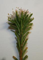 Agathosma gonaquensis