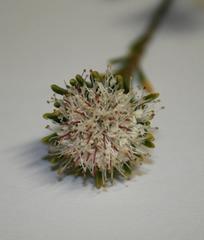 Agathosma gonaquensis