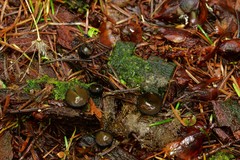 Pseudoplectania melaena