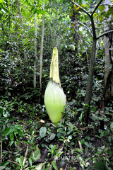 Amorphophallus titanum