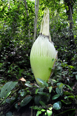 Amorphophallus titanum