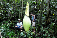 Amorphophallus titanum