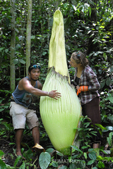 Amorphophallus titanum