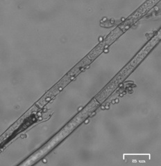 Botryosporium