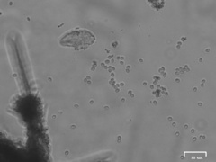 Botryosporium