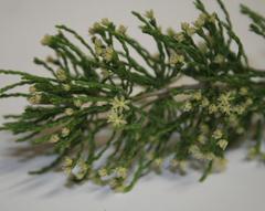 Asparagus capensis capensis