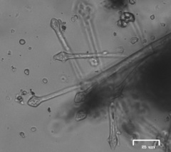 Botryosporium