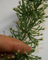 Asparagus capensis capensis